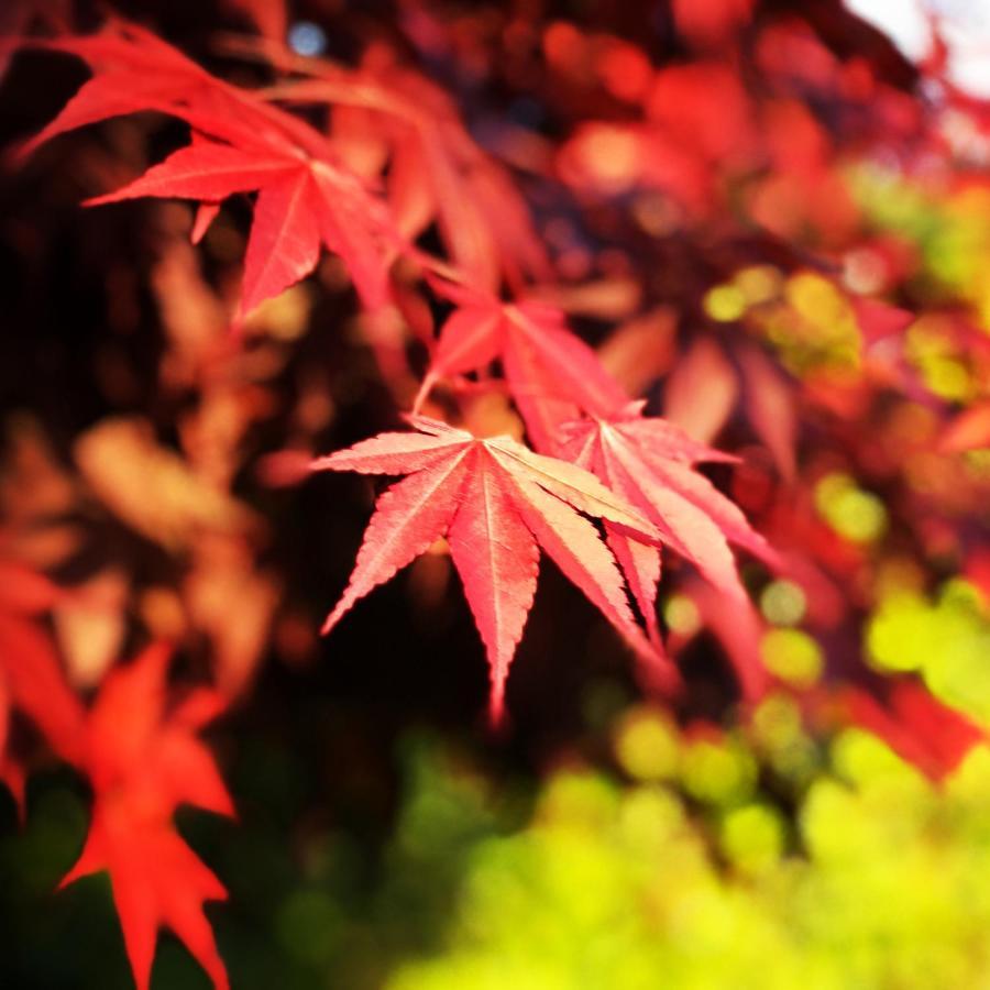 Ohara Sensui Surrounded By Beautiful Nature Villa Kyoto Eksteriør billede